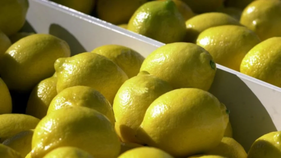 Trump frenó el ingreso de limones argentinos