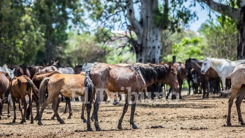 Preocupa el estado de los 210 caballos que tiene secuestrados la Policía