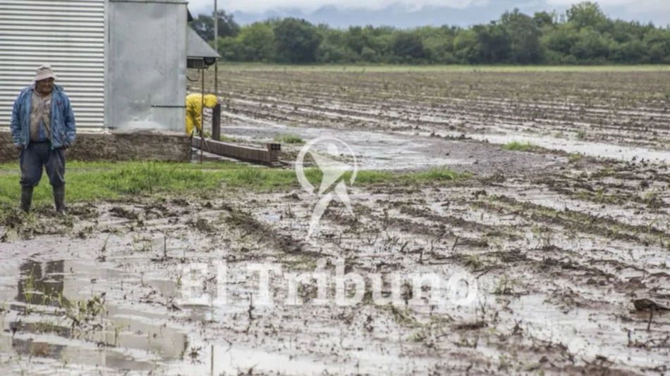 Tierra arrasada: claman fondos para sostener la  temporada de tabaco
