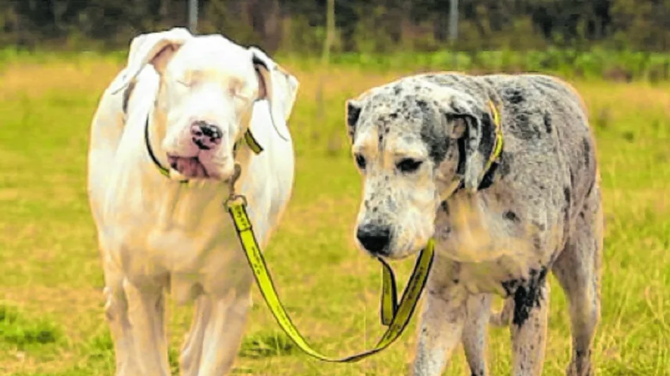 Las causas de ceguera en los perros
