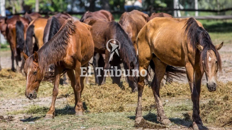 Intiman a las fiscalías a que definan la situación de caballos secuestrados