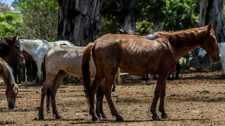 La Corte pide a los jueces resolver rápido la situación de los caballos