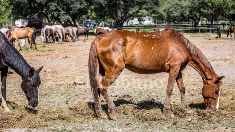 La Justicia mueve las causas de los caballos secuestrados