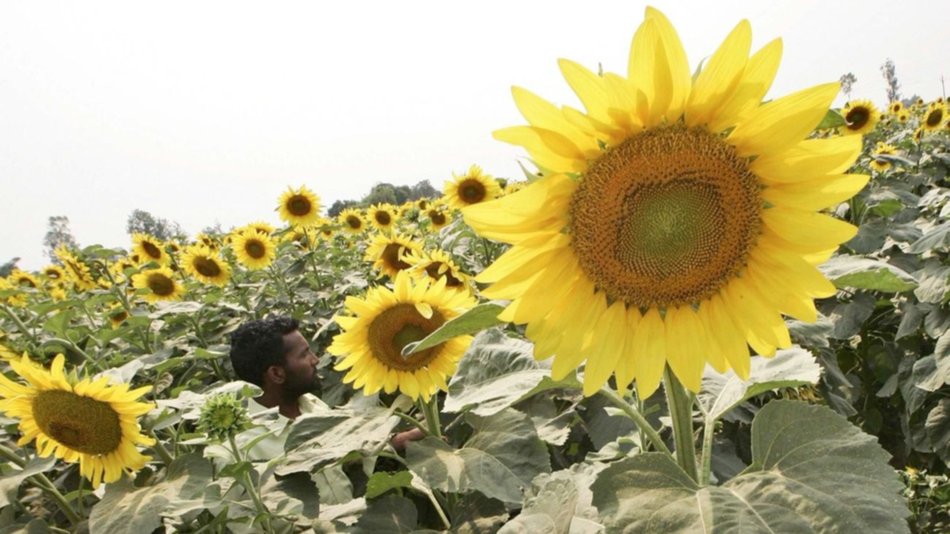 Estudian genes que hacen al rendimiento del girasol