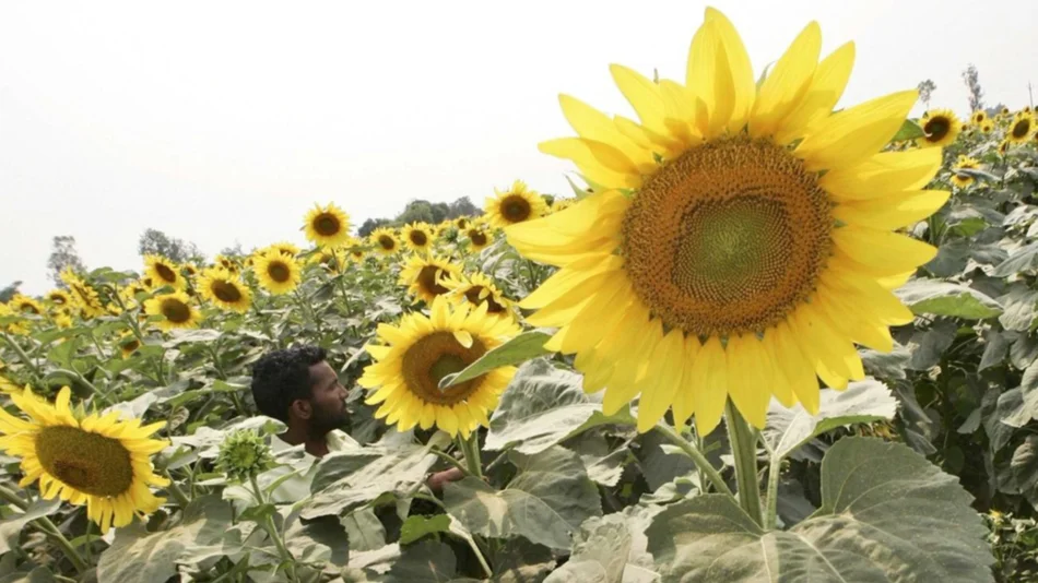 Estudian genes que hacen al rendimiento del girasol