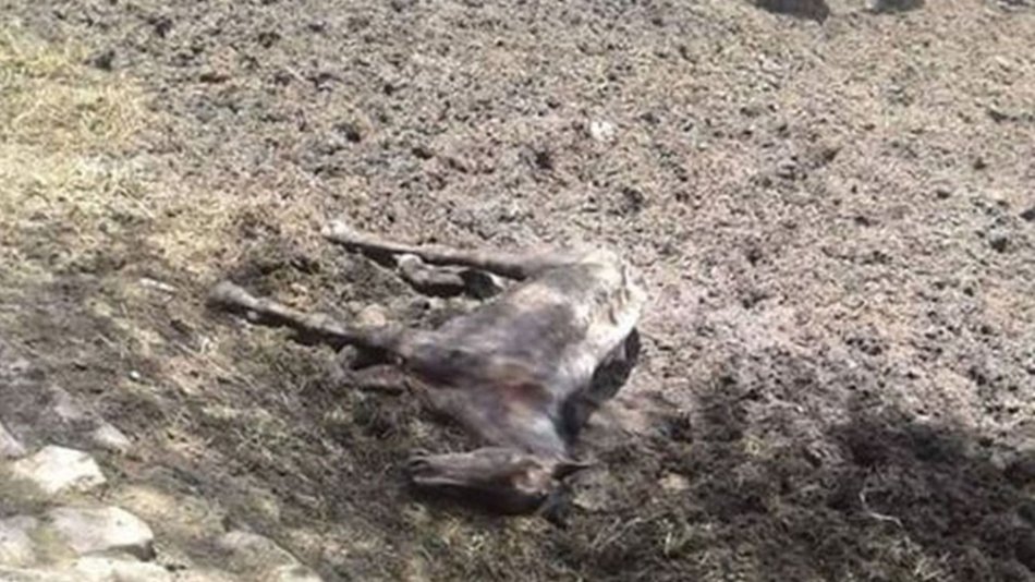 Preocupación por el estado de los  caballos en un predio de la Policía 