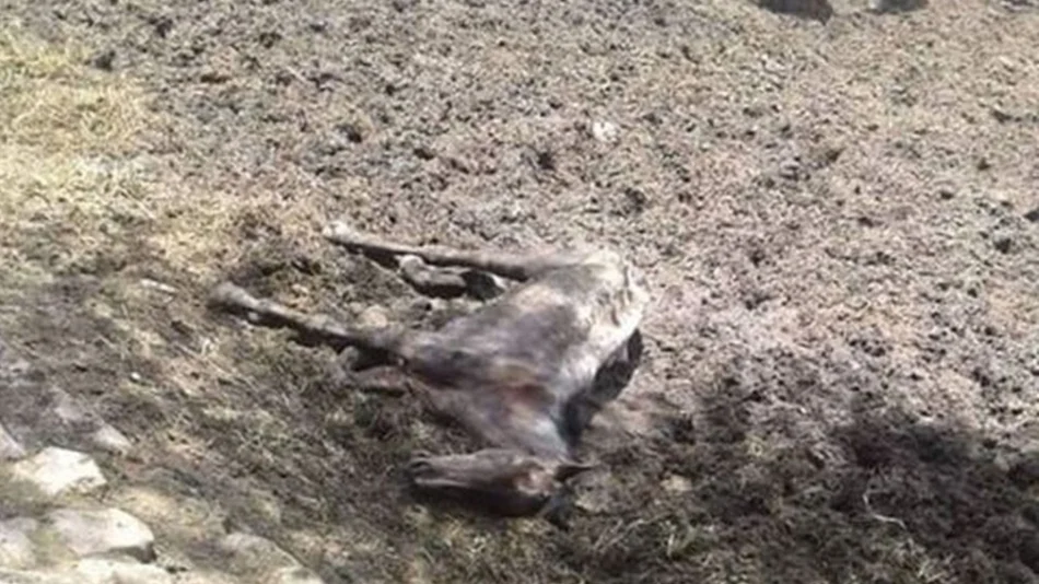 Preocupación por el estado de los  caballos en un predio de la Policía 