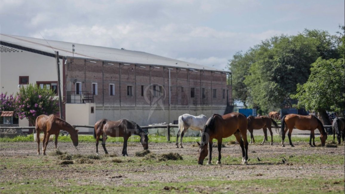 Los animales de Caballería llegan "en estado deplorable"