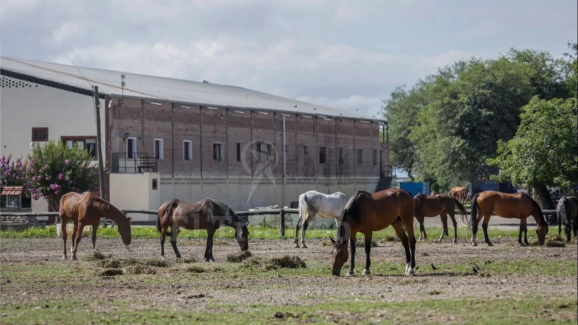 Los animales de Caballería llegan "en estado deplorable"