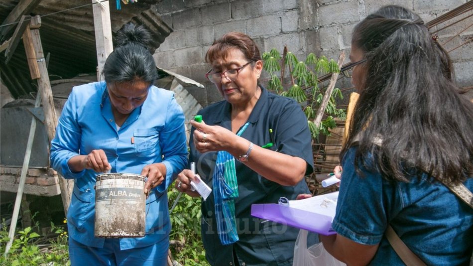 Aedes aegypti: apuntan a la falta de educación sanitaria para prevenir