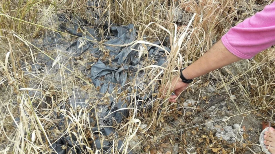 Analizan la presencia del Aedes aegypti en los hogares