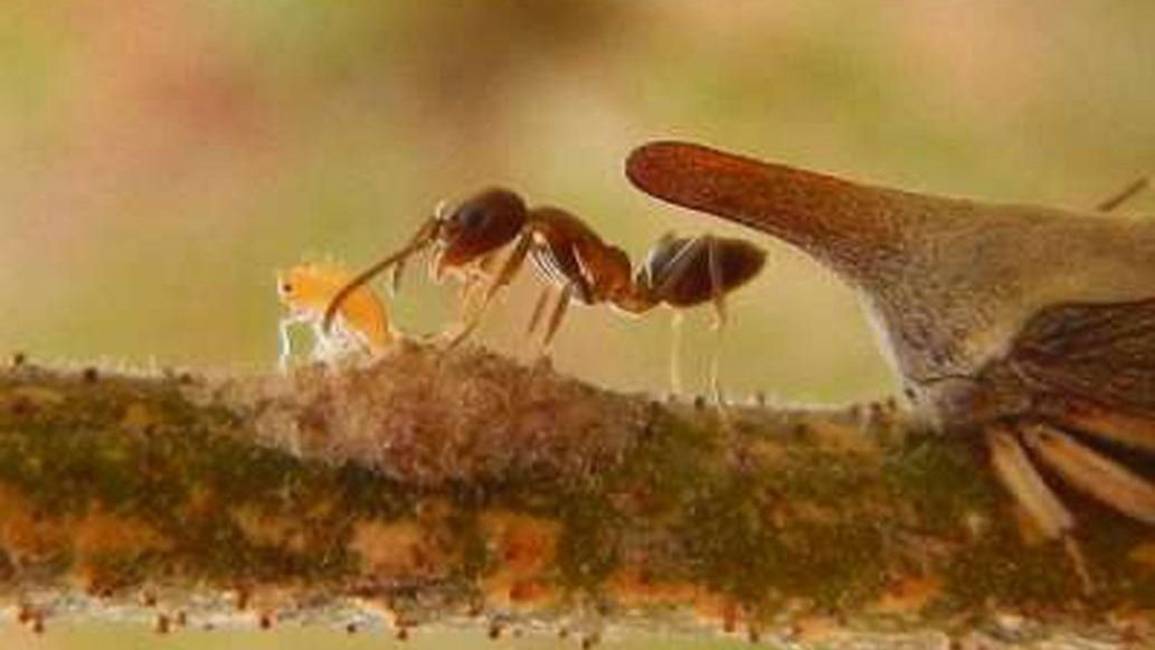 La temible "hormiga argentina" amenaza viñedos en Cafayate
