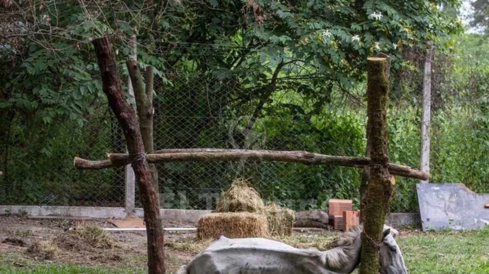 Una yegua murió, tras ocho días de abandono y agonía