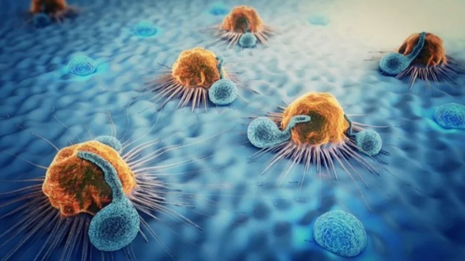 Descubren una nueva célula que podría servir para tratar muchos tipos de cáncer