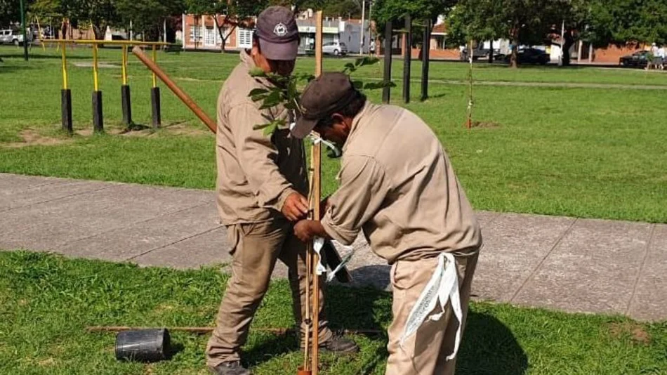 Quieren  plantar 5 mil  árboles este año
