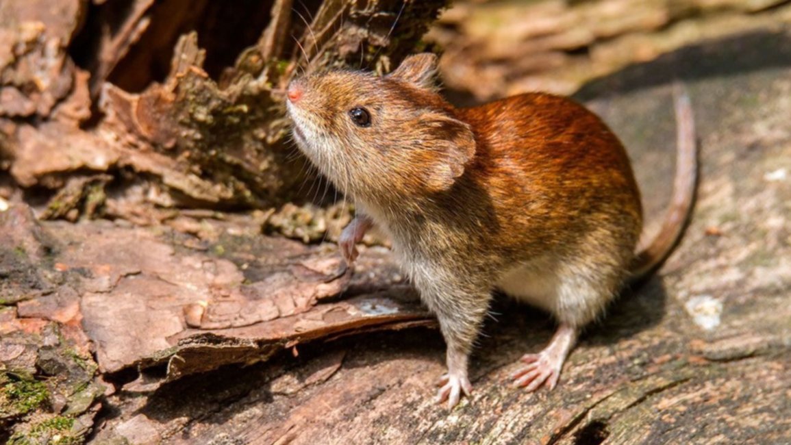 Se registraron 14 casos de hantavirus en 2020 en Salta