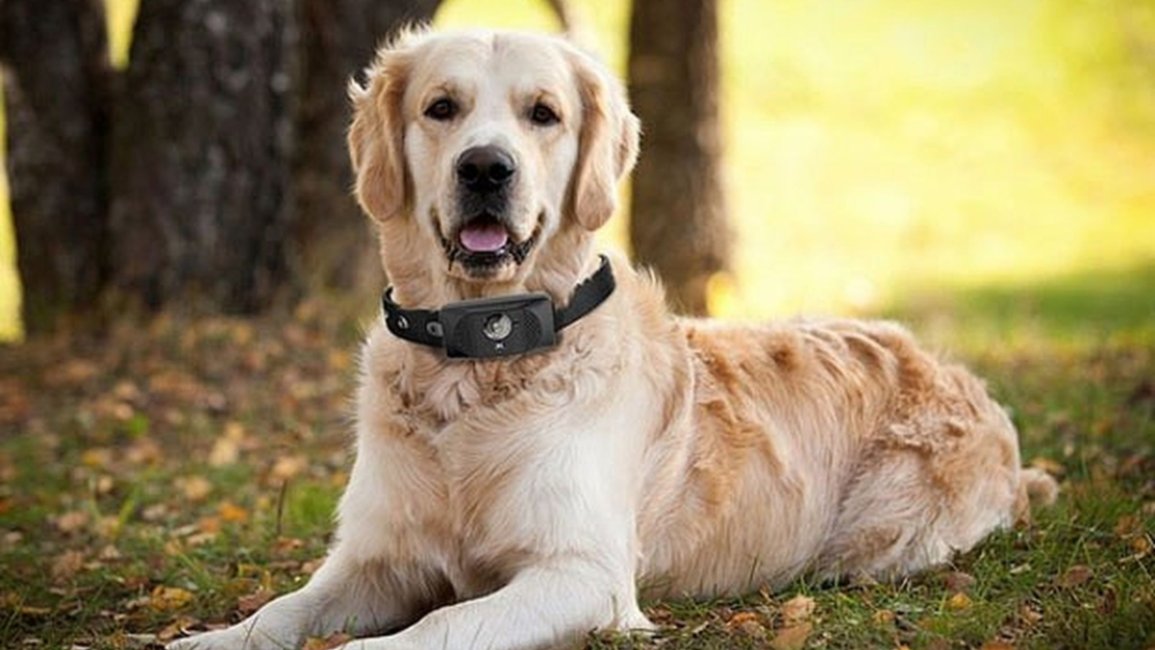 Collar inteligente para perros ¿lo comprarías?