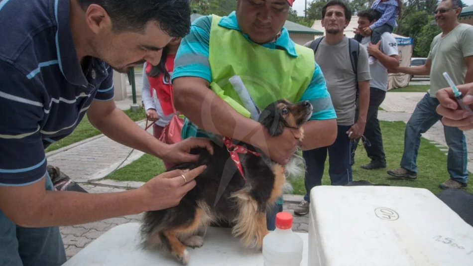 Vacunación antirrábica en espacios municipales
