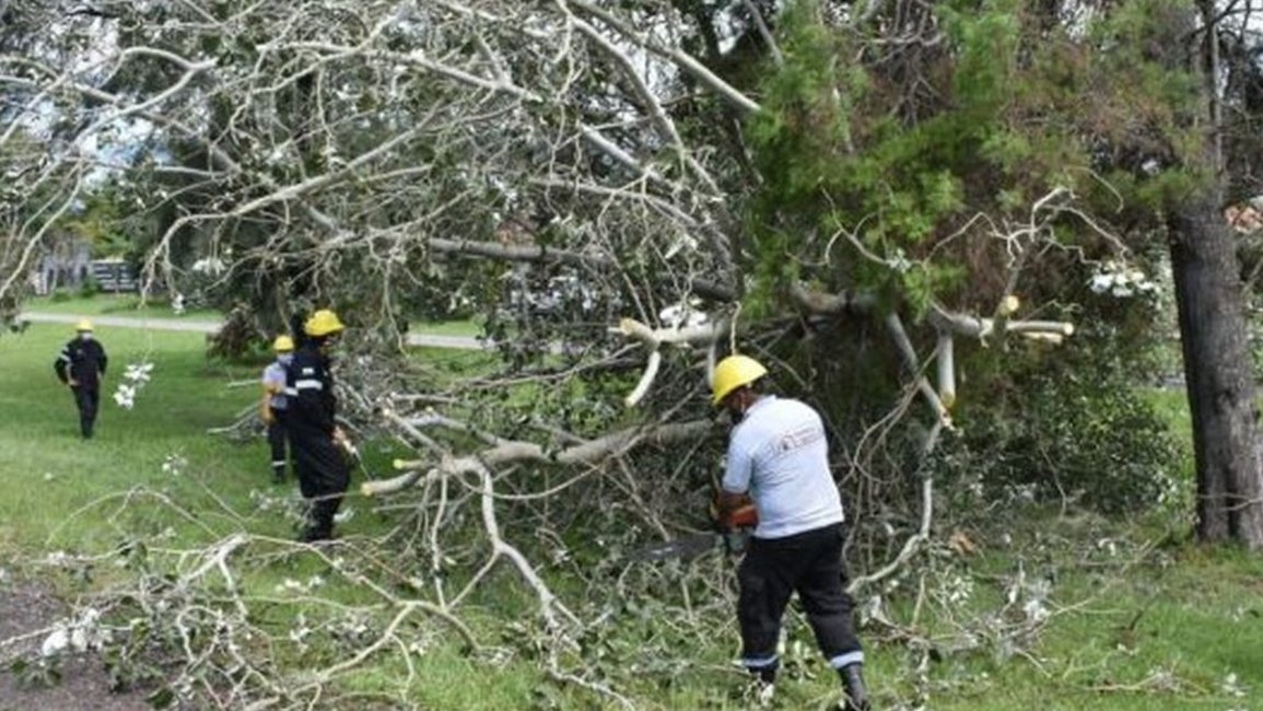Sacaron árboles caídos en la ciudad tras el temporal 