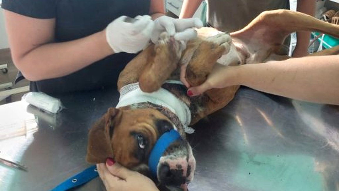 Maltrato animal: un perro deambulaba con un corte en el cuello y buscan al responsable