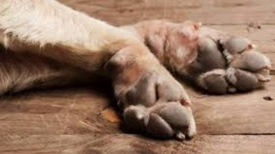 Imputaron a un hombre por lesionar a un perro con un machete en Cerrillos