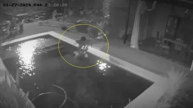 VIDEO. Horror en Chaco un ladr n ahog a un perro durante un robo