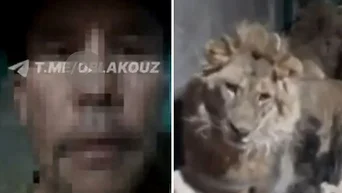 VIDEO El cuidador de un zoológico grababa un video para su novia y ...