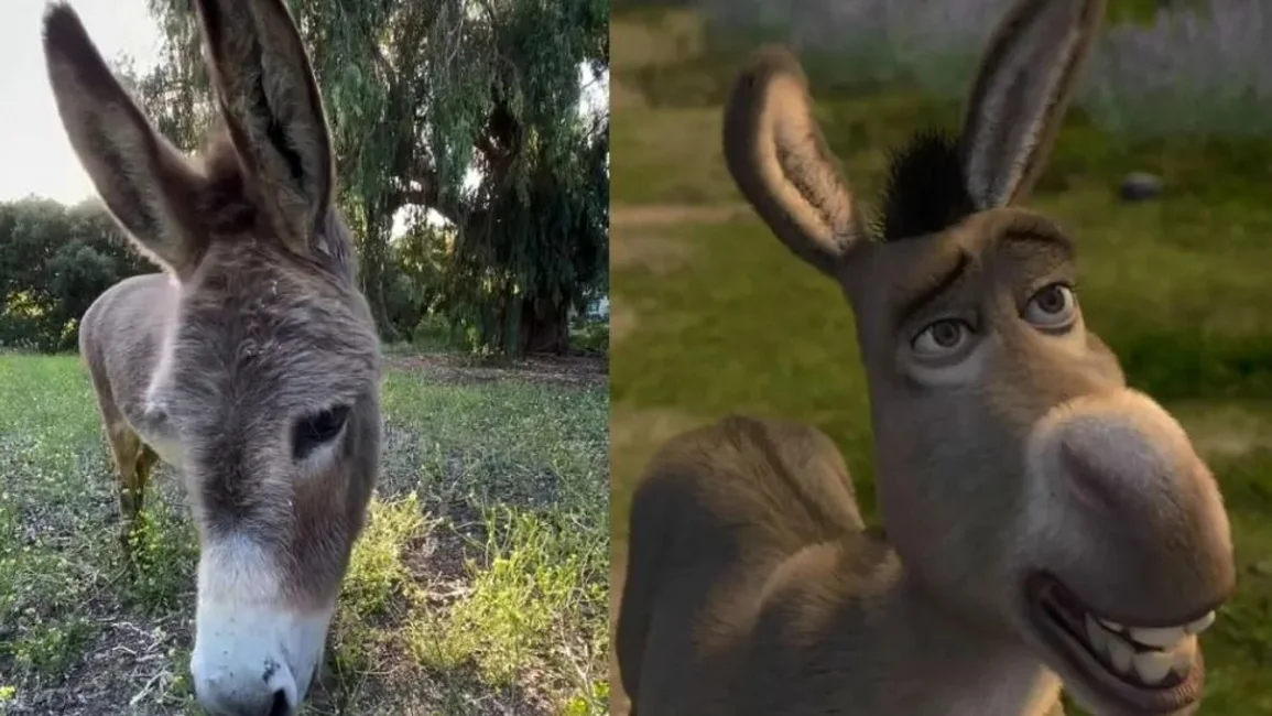Adiós a Perry: el burro que inspiró al famoso personaje de Shrek