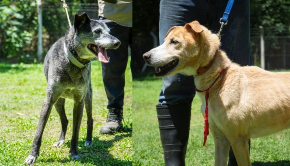 El Centro de Adopciones de Mascotas llama a las familias que quieran brindar amor- El Centro de Adopciones de Mascotas llama a las familias que quieran brindar amor