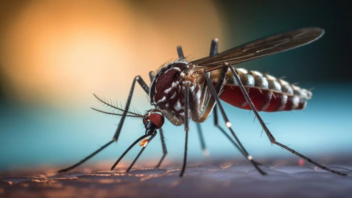 Dengue: confirman el tercer caso y esperan un aumento en dos semanas