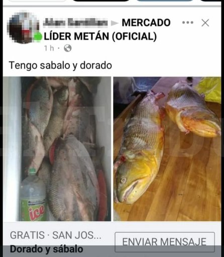 En plena veda preocupa la depredación en dique el Tunal y el río Juramento- En plena veda preocupa la depredación en dique el Tunal y el río Juramento
