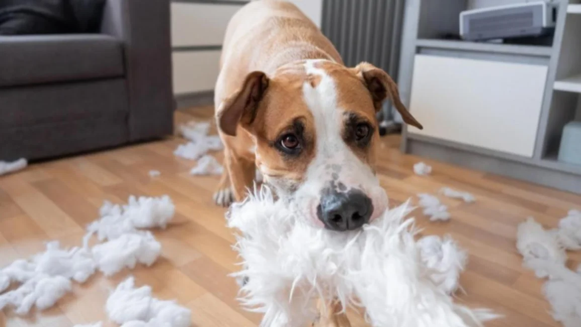Según la IA: cómo detectar problemas de conducta en tu perro
