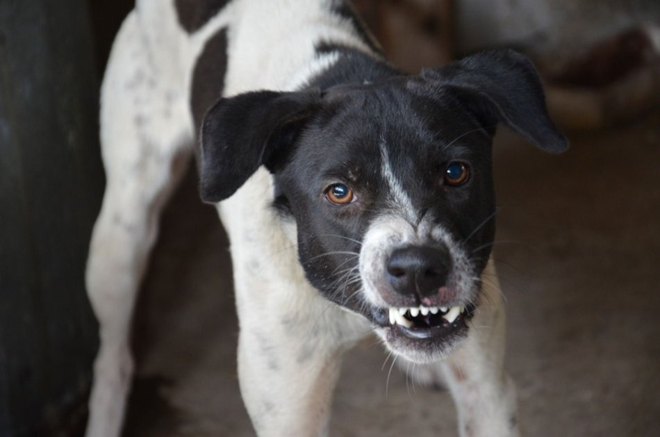 Según la IA: cómo detectar problemas de conducta en tu perro- Según la IA: cómo detectar problemas de conducta en tu perro