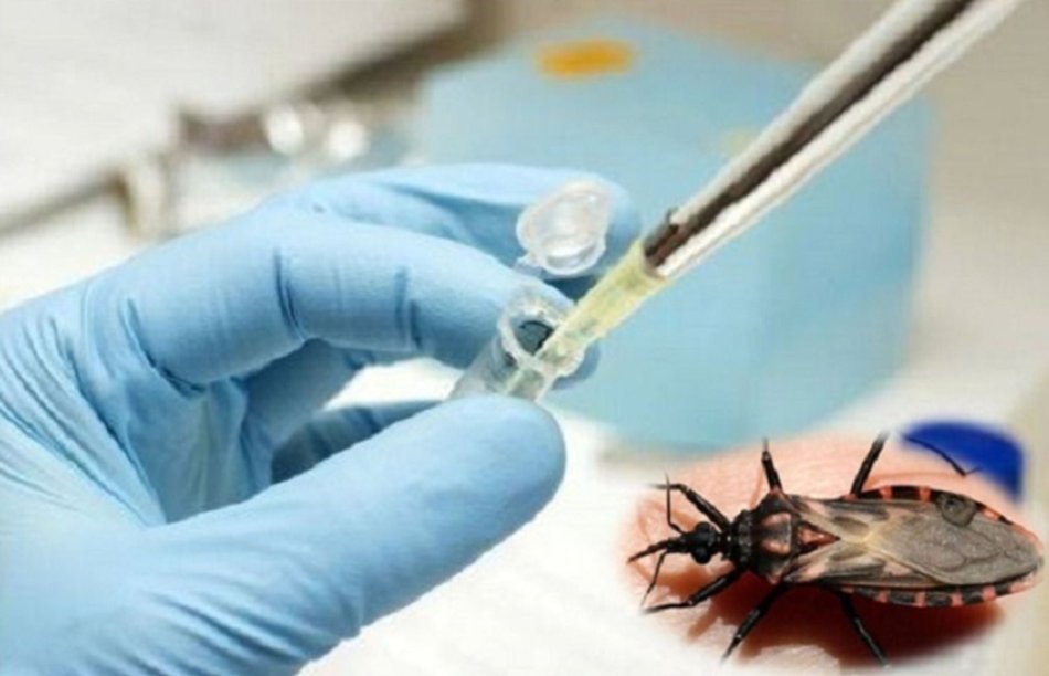 CONICET: Científicos argentinos desarrollan una vacuna nasal preventiva contra el Chagas