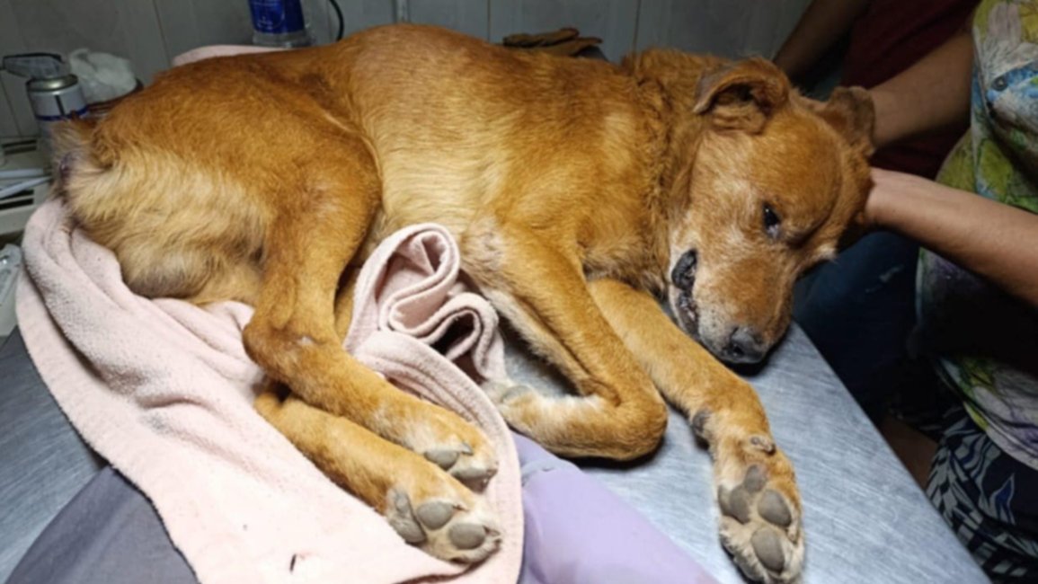 Campo Santo: En redes denunciaron a un hombre  como presunto abusador de un perro