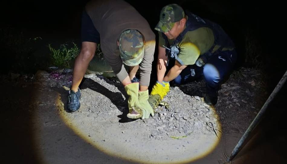 Alerta por tráfico de fauna: el yacaré capturado en Salta sería consecuencia del mascotismo ilegal