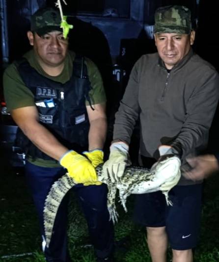 Alerta por tráfico de fauna: el yacaré capturado en Salta sería consecuencia del mascotismo ilegal