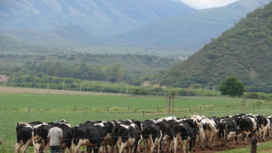 La falacia bovina de Salta: datos falsos que se tiran como taba
