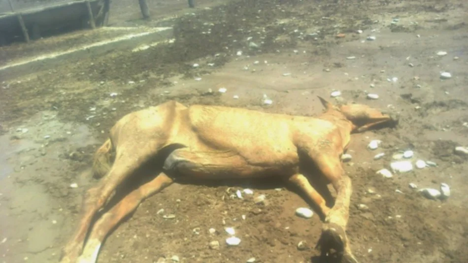 Matanza de caballos a  orillas del Juramento