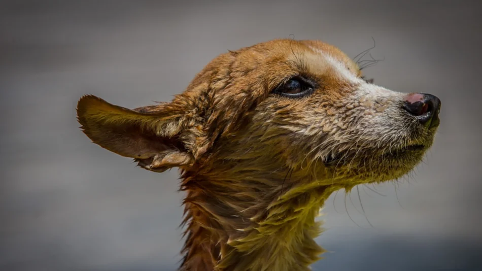 VIDEO. Kayak, el perrito que sobrevivió dos días en el agua hasta ser rescatado