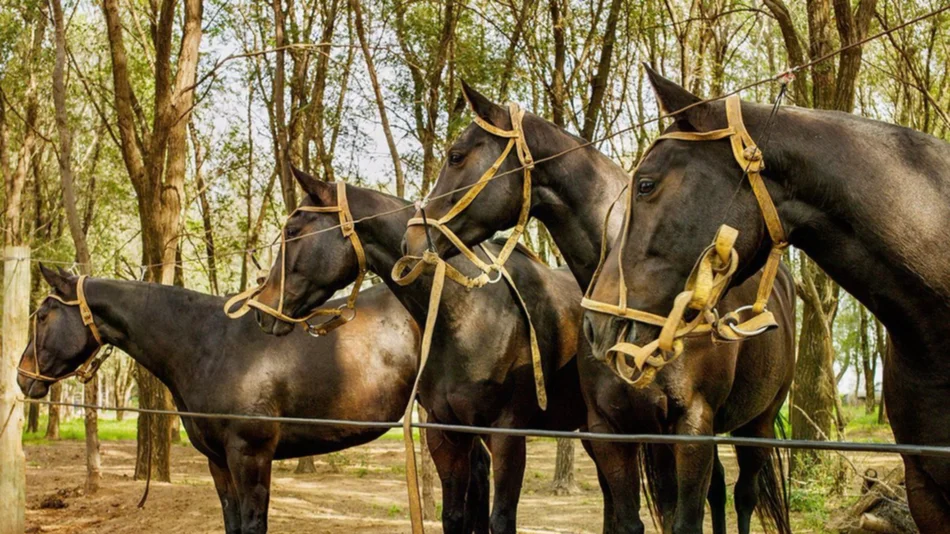 Caballos clonados, otra hazaña de científicos argentinos