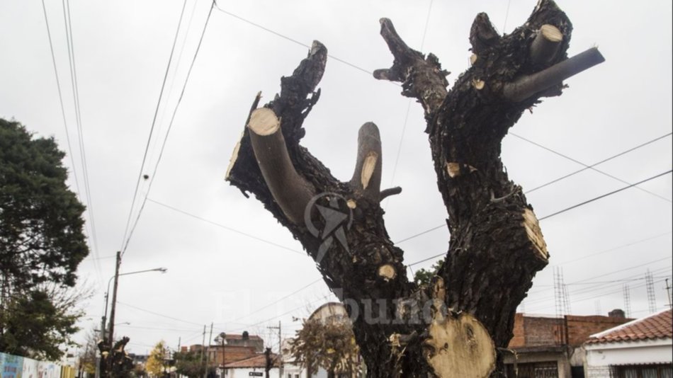 Suspenden las podas y extracciones de árboles