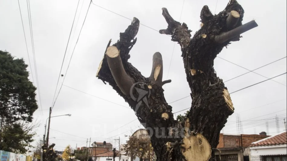 Suspenden las podas y extracciones de árboles
