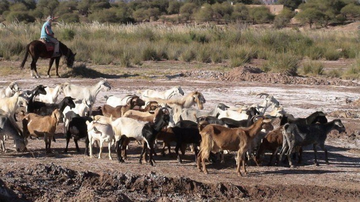 Secretos de la carne de cabra, una buena elección