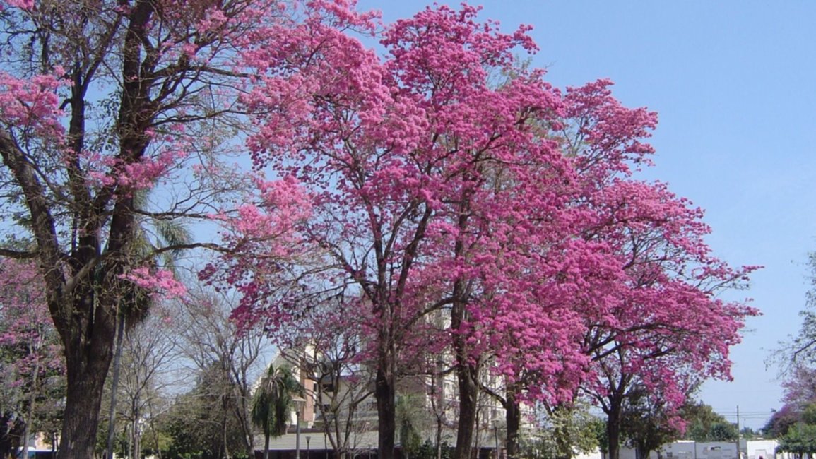 Forestación urbana, imprescindible para combatir la contaminación, el calor y atenuar las inundaciones 
