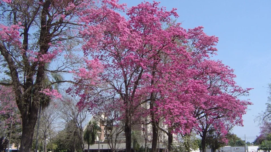 Forestación urbana, imprescindible para combatir la contaminación, el calor y atenuar las inundaciones 