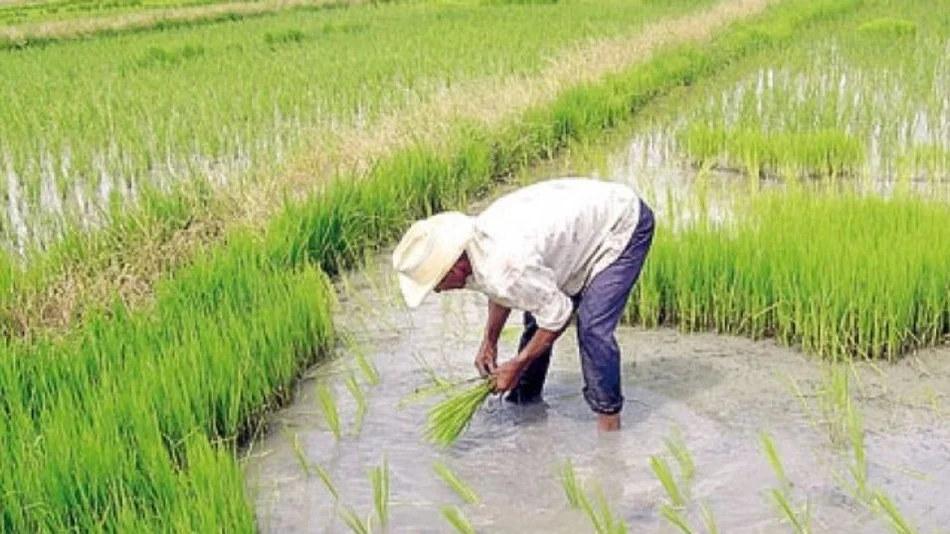 Santa Fe: una extraña criatura con cuerpo de reptil y dientes humanos atemoriza en los arrozales