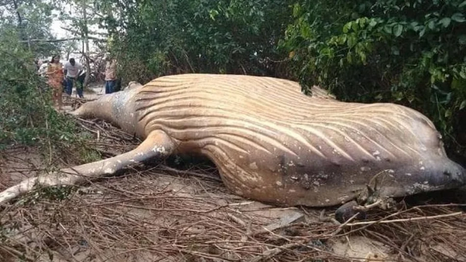 Científicos desconcertados: una ballena apareció muerta en medio del Amazonas