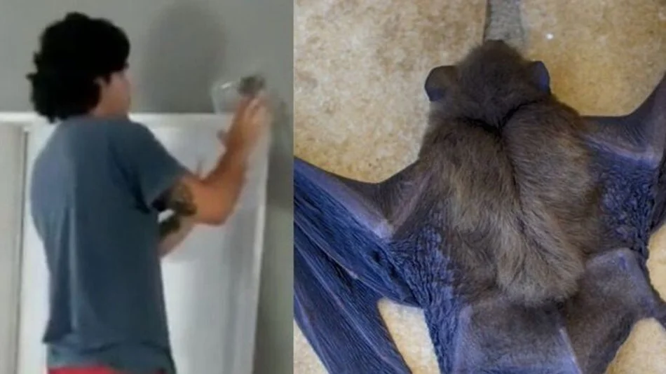 Intentó atrapar un murciélago en su casa y el grito de su madre se volvió viral