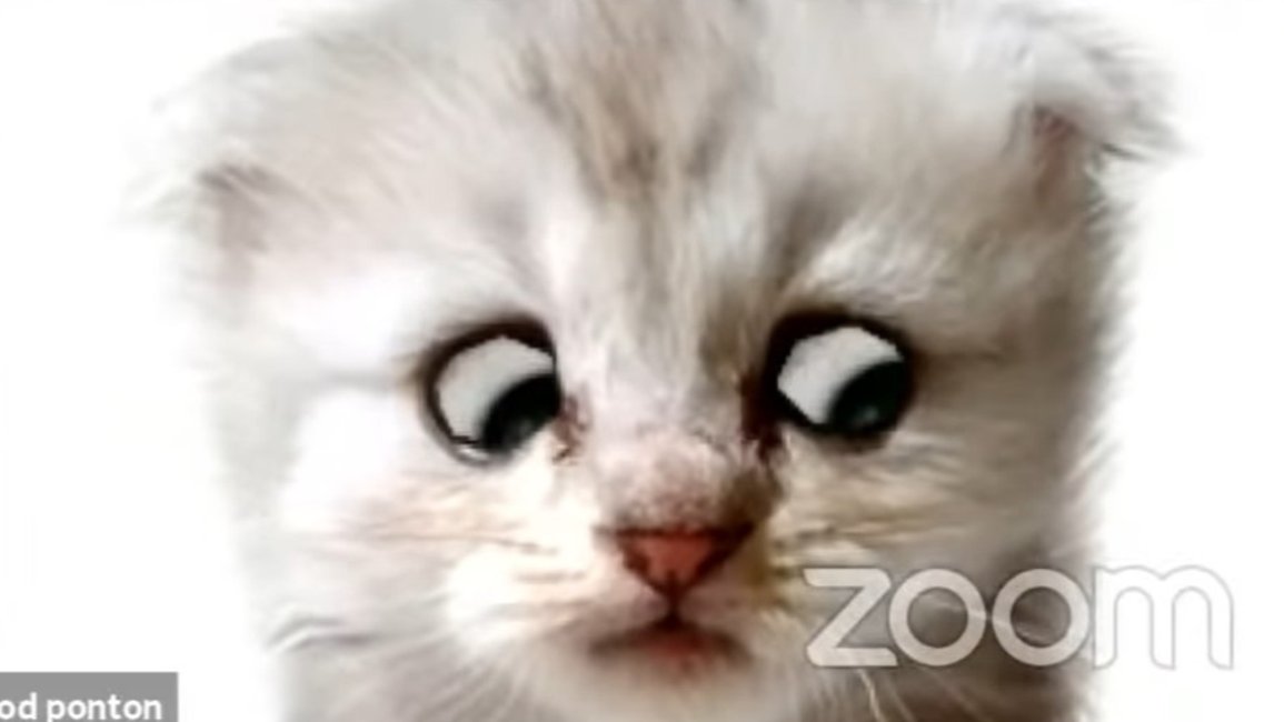 "No soy un gato" el filtro de Zoom que jugó una mala pasada a un abogado